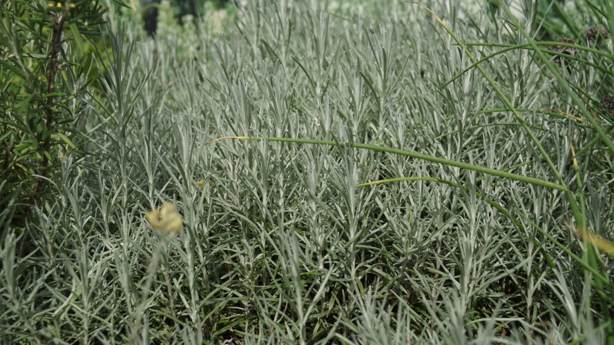 Helichrysum italicum (2)